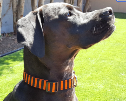 Black and Orange Stripes Collar