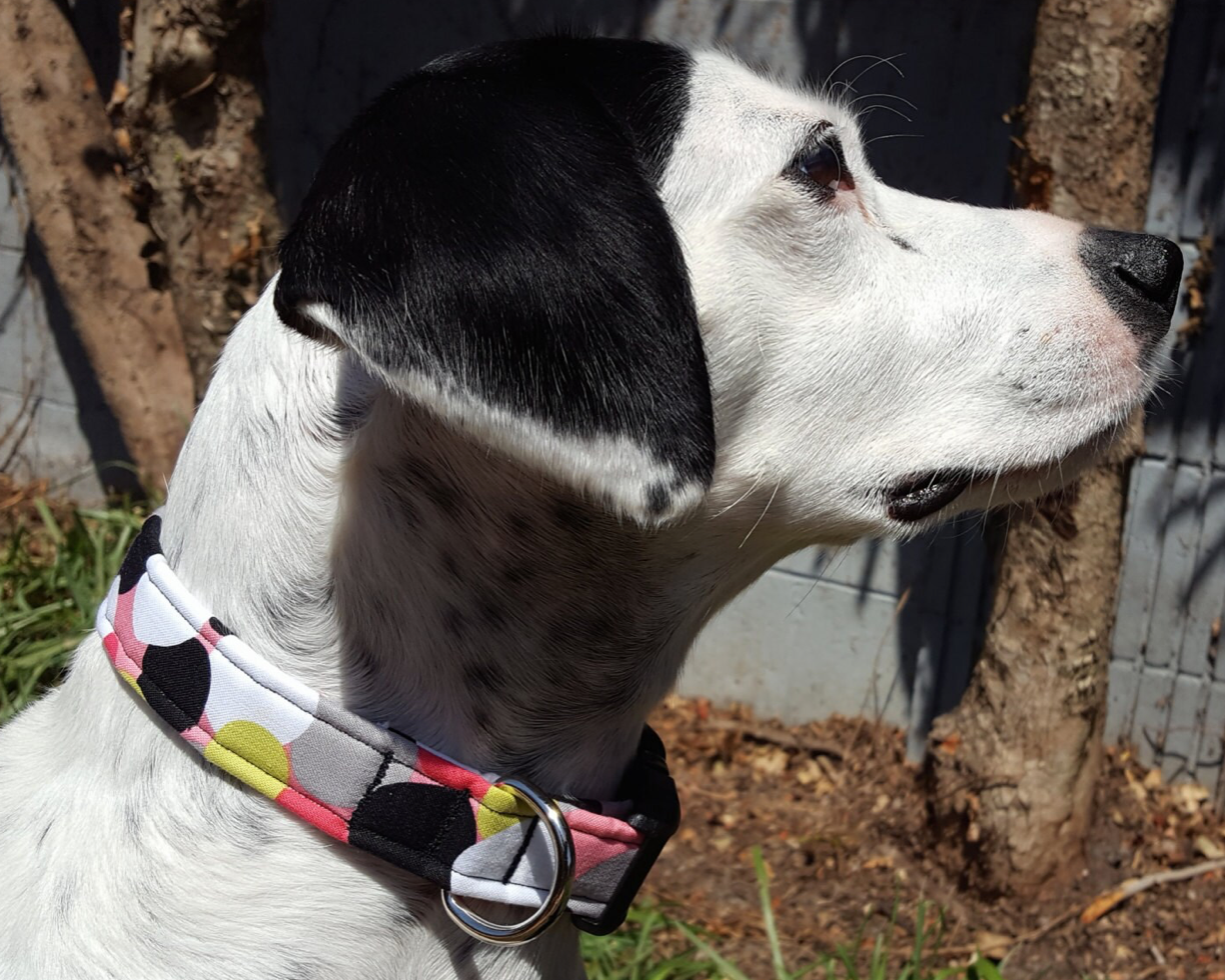 Dots on Pink Collar