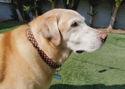 Fall Checkers Collar