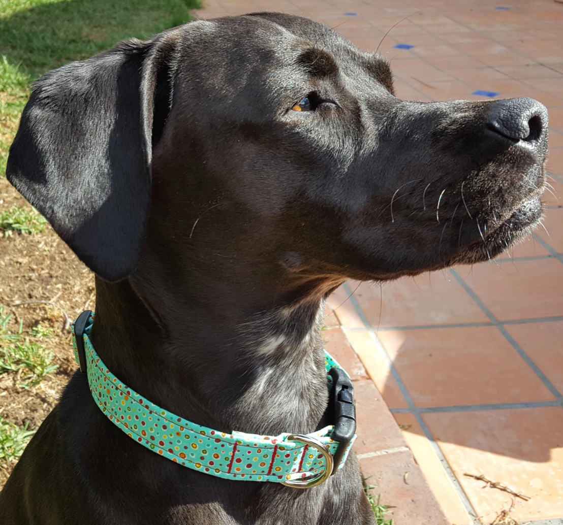 Funfetti Polka Dot Collar