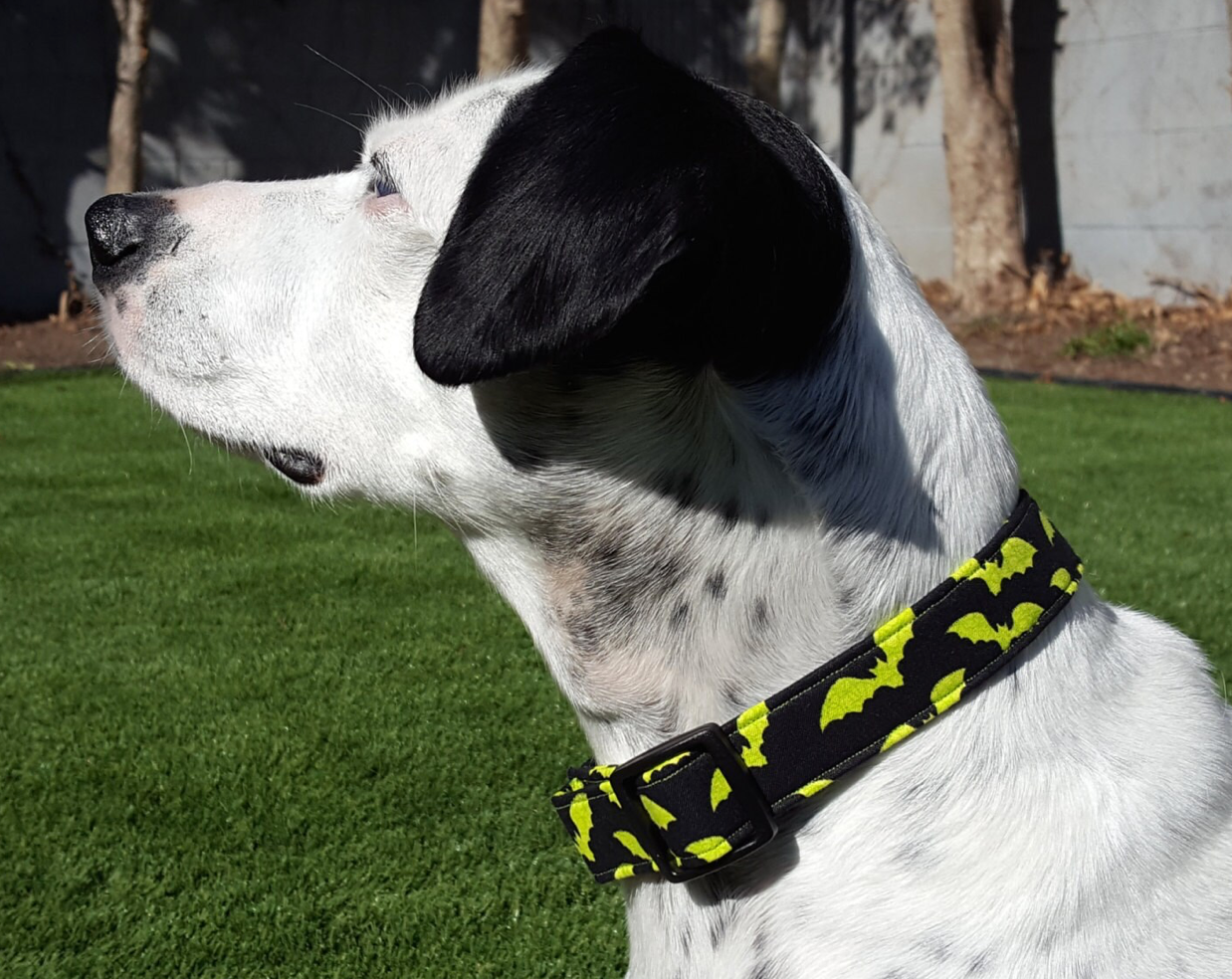 Green Bats Collar