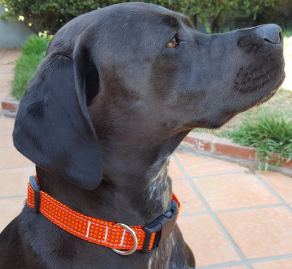 Orange Crush Collar