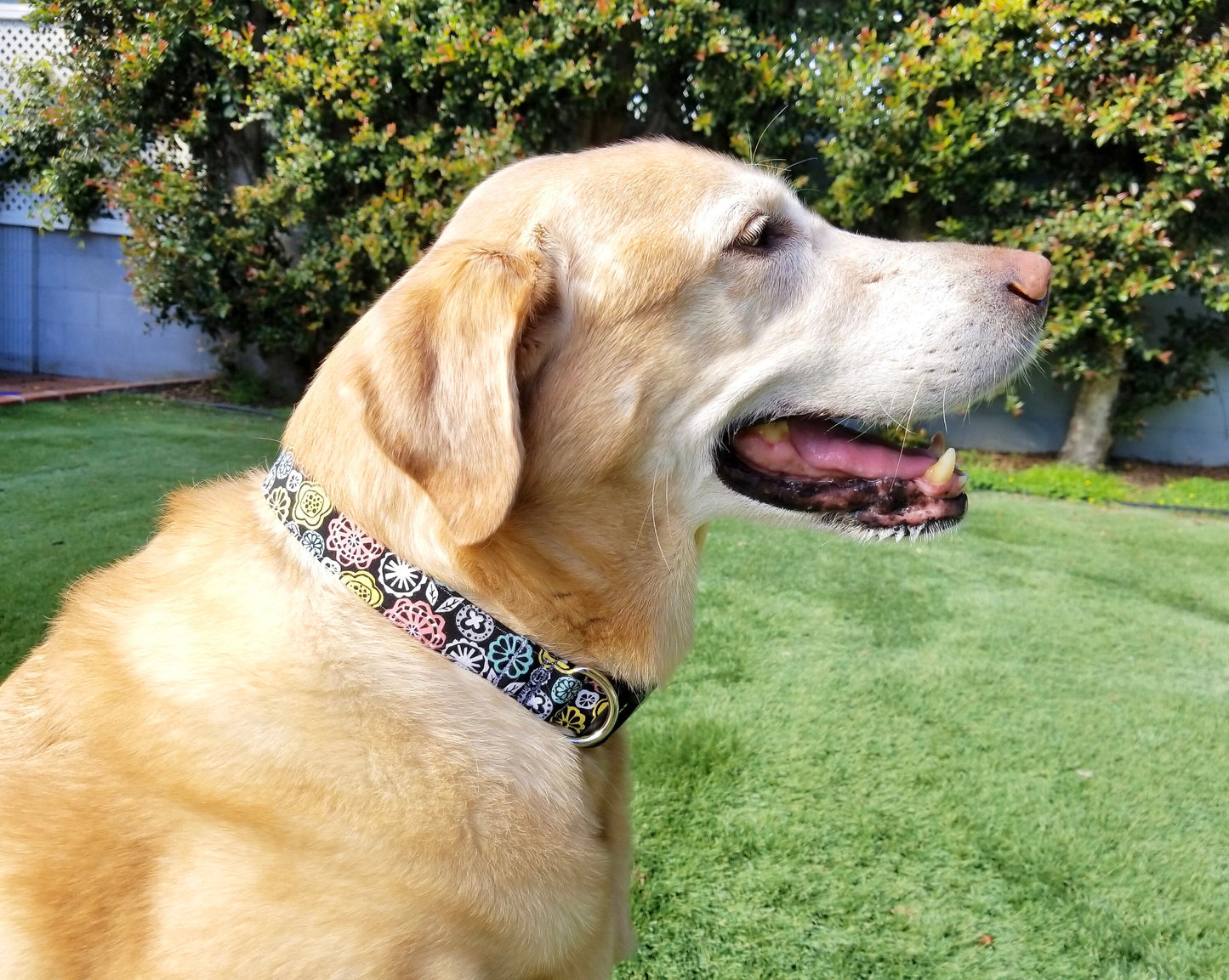 Retro Flowers Dog Collar, Flowers Dog Collar, Floral Dog Collar, Boy Dog Collar, Girl Dog Collar, Small Dog Collar, Big Dog Collar