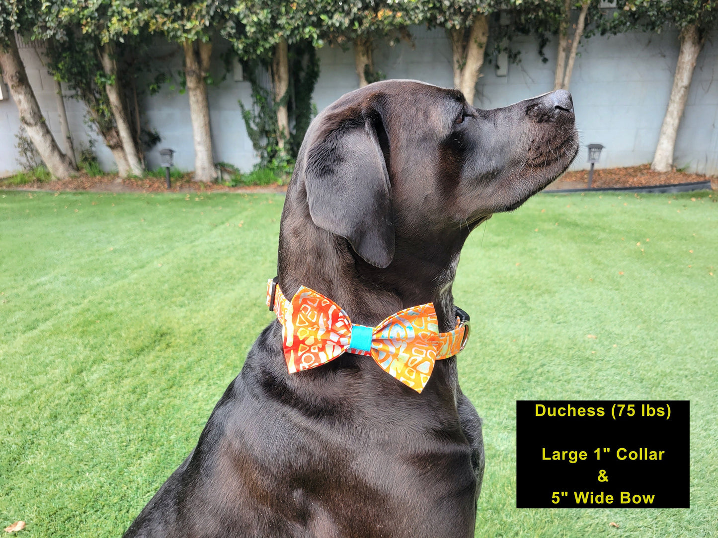 Orange Batik Dog Bow